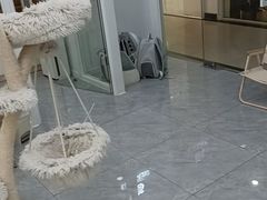 -爱洗澡的猫(天河路店)