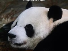 -海南热带野生动植物园
