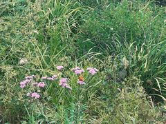 -北京鹫峰国家森林公园