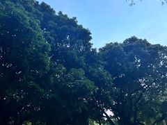 -荔枝公园(福田区)