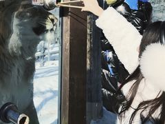 -横道河子东北虎林园
