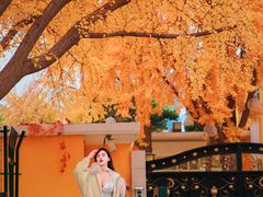 -三里屯东五街银杏大道