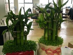 -金科花卉市场