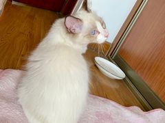 -lincat·猫舍(广州店)