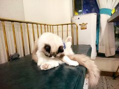 -喵喵咪呀布偶猫咖(春熙路店)