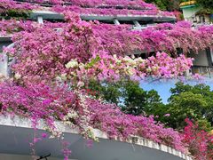 -深圳仙湖植物园
