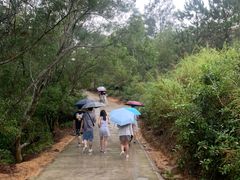 -广东惠东海龟国家级自然保护区