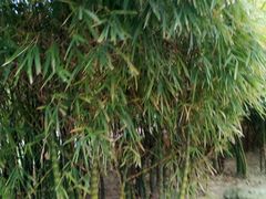 -火炉山森林公园