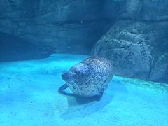 -哈尔滨波塞冬海底世界