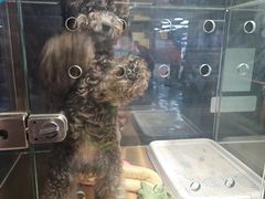 -FAELING PETS美天灵宠物(富力广场店)