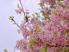 -天适樱花悠乐园