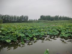 -泗洪洪泽湖湿地景区