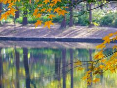 -上海共青森林公园