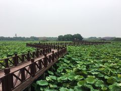 -荷塘月色湿地公园·向阳花洲