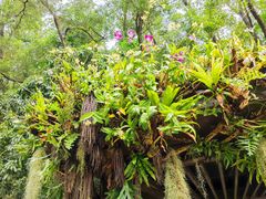 -深圳仙湖植物园
