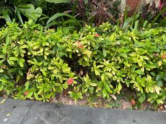 -炳胜公馆(珠江新城店)