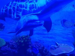 -烟台海昌鲸鲨海洋公园