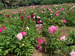 -长春公园(普阳街道)