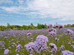 -杭州城北体育公园