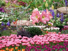 -深圳仙湖植物园