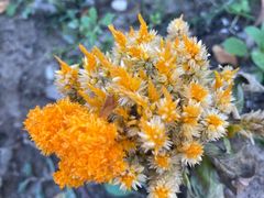 -春花秋色城市公园