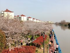 -高东镇樱花园