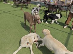 -宠乐会宠物乐园