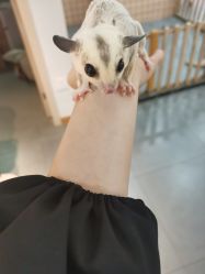 -Moni星球萌宠·小马宝莉·灵蛇·高端高阶全萌宠互动体验俱乐部(红豆国际广场店)