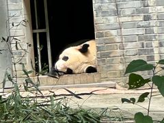 -都江堰中华大熊猫苑