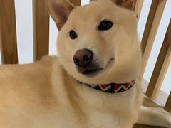 -柴迷FANS CLUB·柴犬狗咖·猫咖