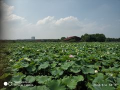 -荷塘月色湿地公园·向阳花洲