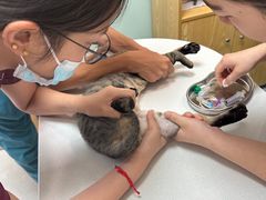 -中农大我爱我爱动物医院·核磁CT·猫病·24小时夜诊中心(石佛营店)