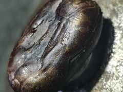 -大锅强·蒸海鲜青岛菜(吾悦广场店)