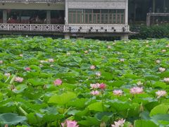 -荔湾湖公园