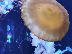 -成都浩海立方海洋公园