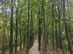 -广州市帽峰山景区