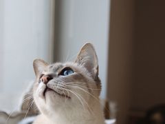 -Cappucimeow猫咪咖啡馆(韦伯时代店)