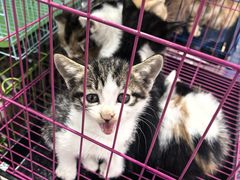 -青石桥花鸟鱼虫市场(叠翠城店)