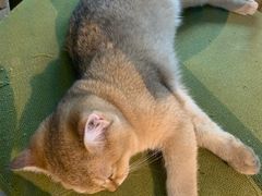 -猫咪咖啡·猫咖(万达广场店)