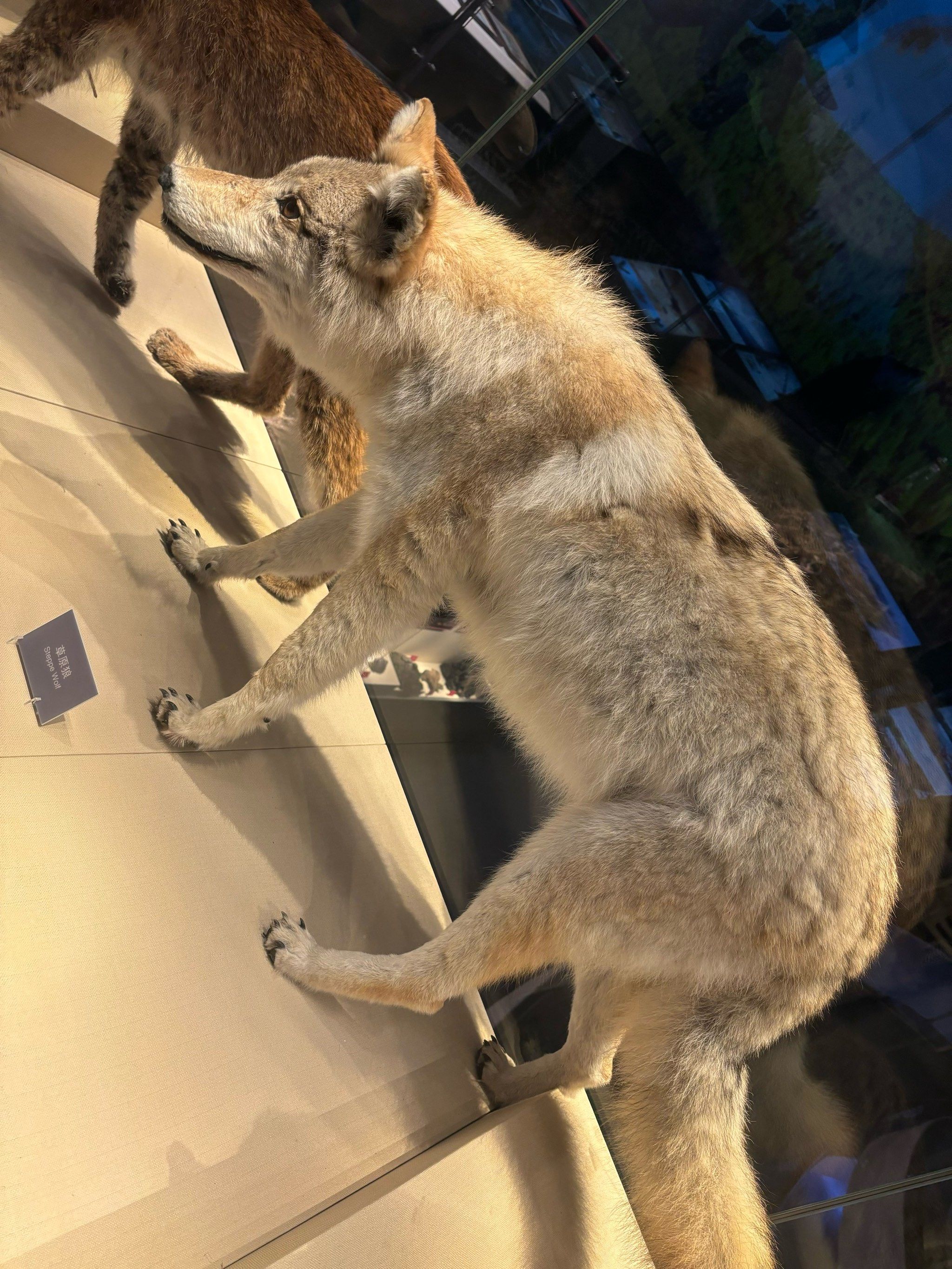 哈利波特中的猫头鹰🦉