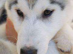 -怪兽屋·羊驼·猫咖·狗咖(俊华广场店)