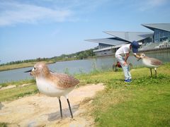 -盐城丹顶鹤湿地生态旅游区