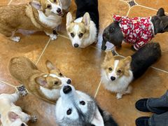 -柯斗斗主题餐厅·狗咖·围炉煮茶·茶饮(国瑞升平里店)