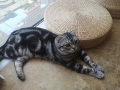 -Catmate·猫肥家润(金润铂宫店)