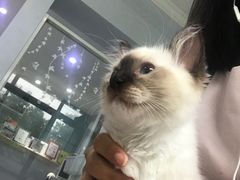 -喵的天空名猫咖啡馆·撸猫·猫舍·用品