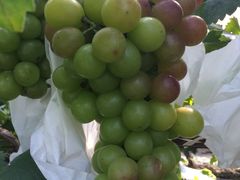 -马陆小张葡萄园农家乐