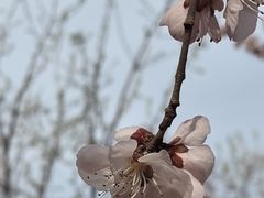-桃花堤公园
