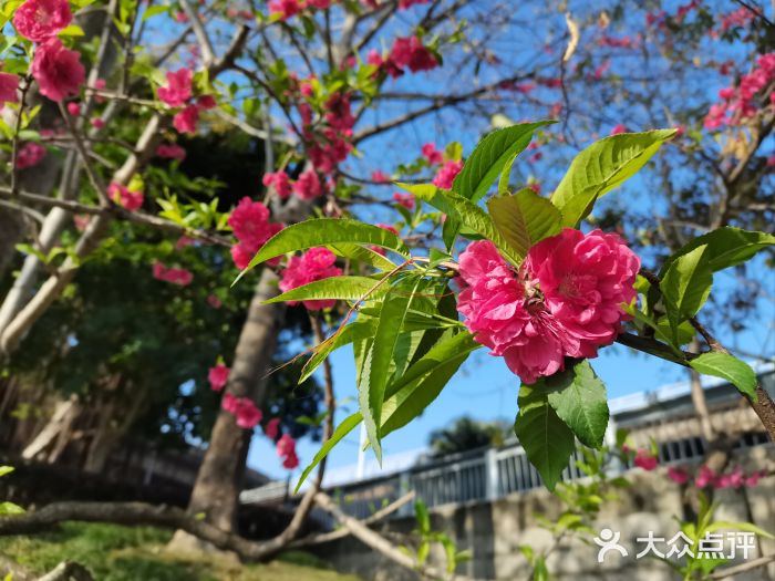 琴亭湖公园图片