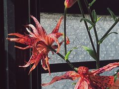 -75 Boutique Vintage 法国中古餐具家具店