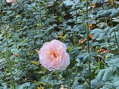 -人民公园(罗湖区)